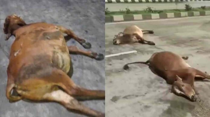 4ff65e69-12ef-4550-aee1-31c2f501a2f5