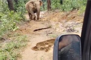 हाथी के शावक की निमोनिया से मौत.. 20 से ज्यादा हाथियों ने डाला इलाके में डेरा, खतरे के बीच अंतिम संस्कार 1 Screenshot 20250804 115401 Gallery