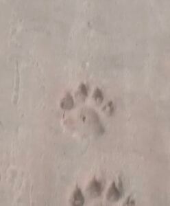 दूरस्थ क्षेत्र बिहारपुर में एक बार फिर बाघ की मौजूदगी से ग्रामीण दहशत में, देखिए वीडियो 1 Screenshot 20250829 102446 Gallery