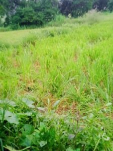 IMG 20250930 WA0024