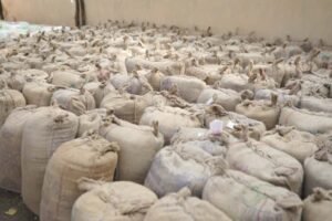 छत्तीसगढ़ की उन्नत धान खरीदी व्यवस्था से संवर रही किसानों की तकदीर 2 WhatsApp Image 2025 11 20 at 17.15.43