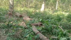 पेड़ कटाई किए जाने से नाराज ग्रामीणों ने छीन लिया सामान.लोगों का आरोप - गुफा के आसपास पहुँचाया जा रहा नुकसान.वन विभाग ने कहा- नियम से हो रही कूप कटाई 2 vlcsnap 2025 12 10 17h02m46s814