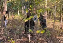 बीजापुर के नेशनल पार्ज मुठभेड़ में नक्सलियों की नेशनल पार्क एरिया कमेटी का चीफ दिलिप बेड़जा के मारे जाने की खबर , दिलिप बेड़जा के साथ एक अन्य नक्सली का शव बरामद