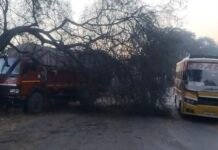 शराब से भरी गाड़ी शराबियों की तरह टकराई पेड़ से