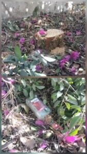 वन अधिकारियों के सामने से चंदन का पेड़ हो गया चोरी , 25 फीट ऊंचे चंदन के पेड़ को काट ले गए अज्ञात लोग 1 20260217 131020