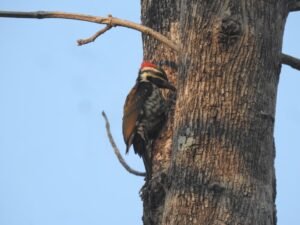 उदंती टाइगर रिजर्व से आई मनमोहक तस्वीरे ,अलग-अलग प्रजाति के पक्षी हुए कैमरे में कैद 8 IMG 20260219 WA0080