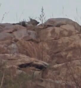 तेंदुआ पहुंचा डेम पर लोगों में दहशत, देखिए वीडियो 1 Screenshot 20260219 153651 Gallery