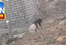 आसामाजिक तत्वों की करतूत,कुत्ते के सिर पर डाला डिब्बा,भागता रहा इधर उधर, तीन दिनों तक पकड़ने चला रेस्कयू,डिब्बा निकलने के बाद कुत्ते ने ली राहत की सांस, देखिये वीडियो