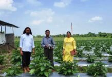 ग्राफ्टेड बैगन से 16 लाख रूपए की आमदनी