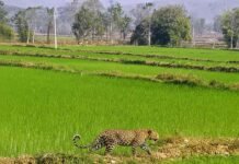 मां से बिछड़कर खेत में पहुंचा चार माह का तेंदुए का शावक.ग्रामीणों के सहयोग से वन विभाग ने किया सुरक्षित रेस्क्यू