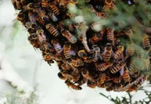 महुआ बीनने के दौरान मधुमक्खियों का हमला : हादसे में पति की मौत, पत्नी की हालत गंभीर