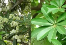 छत्तीसगढ़ में नहीं लगेंगे छातिम के पेड़ : मंत्री ओपी ने की घोषणा, विधायक सोनी ने उठाया इससे अस्थमा फैलने का मामला