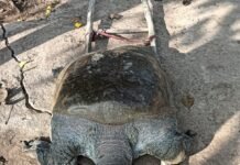 विशालकाय कछुए की मौत से गांव में शोक