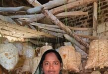 मुख्यमंत्री के सुशासन से सशक्त हुई महिलाएं,मजदूरी से मशरूम उत्पादन और अब स्वयं की दुकान से ‘लखपति दीदी’ बनीं बृहस्पति धुर्वे