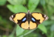 बायोडायवर्सिटी को प्रदर्शित करती है तितलियां, विश्व तितली दिवस पर कई क्षेत्रों का भ्रमण किया प्रकृति प्रेमियों ने, देखिए वीडियो