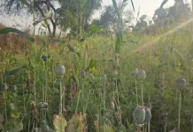 दुर्ग में भाजपा नेता के खेत में अफीम की खेती पकड़ी गई, पार्टी ने नेता विनायक ताम्रकर को किया निलंबित