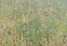 दुर्ग के बाद बलरामपुर में भी अफीम की खेती का खुलासा, दो एकड़ में उगाई जा रही थी अवैध फसल