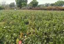 Cg Big News: रायगढ़ में फिर अफीम की खेती का खुलासा: लैलूंगा के नवीन घट गांव में मिले पौधे, पूर्व सीएम भूपेश का तीखा तंज