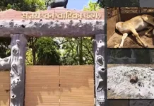 अंबिकापुर के संजय वन वाटिका में बड़ी लापरवाही: कुत्तों के हमले से 15 हिरणों की मौत, जांच के आदेश