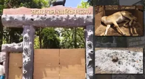 अंबिकापुर के संजय वन वाटिका में बड़ी लापरवाही: कुत्तों के हमले से 15 हिरणों की मौत, जांच के आदेश 1 IMG 20260322 140224