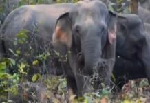 हाथी ने मंडी प्रभारी को मार डाला , पत्नी जान बचा कर भागी,पति पत्नी दोनों उपार्जन केंद्र में रहकर कर रहे थे देखरेख,वन विभाग को दी गई सूचना ,ग्रामीणों में दहशत