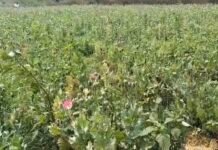 दुर्ग जिला और बलरामपुर जिले के बाद अब रायगढ़ जिले में भी अफीम की खेती, रायगढ़ जिले के तमनार ब्लाक के आमाघाट में चल रहा थी अफीम की खेती, देखिए वीडियो