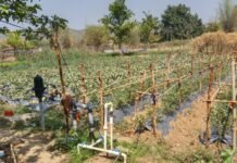 महाराष्ट्र सीमा से लगे नेलांगुर में हर घर पहुंचा नल जल, दूर हुई पेयजल समस्या,जल जीवन मिशन के तहत शुरू हुई जल आपूर्ति, 52 किमी दूर स्थित गांव को मिली बड़ी राहत