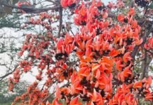 सफलता की कहानी,पलाश फूल से बढ़ती आजीविका और समृद्धि