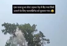 तोते की “आजादी” पर चला पानी का वार!,फायर ब्रिगेड पहुंची,ऑपरेशन हुआ वायरल,न आग, न हादसा… फिर भी घंटों चला “रेस्क्यू”!,नारायणपुर का वीडियो सोशल मीडिया पर छाया