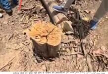 वेशकीमती वृक्षों की कटाई , एक वनकर्मी निलंबित दूसरे का तबादला