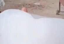 चौपाटी में गन्ना रस बेचने वाले ने बर्फ की सिल्ली तोड़ी तो निकला मेंढक, गुस्साए लोगों ने की कार्रवाई की मांग, देखिए वीडियो