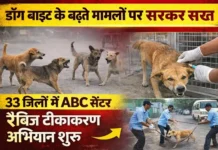 CG NEWS: डॉग बाइट की बढ़ती घटनाओं पर सरकार सख्त, 33 जिलों में एनिमल बर्थ कंट्रोल सेंटर, रैबिज टीकाकरण और नसबंदी अभियान चलेगा
