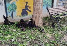 लू ने ली सैकड़ों चमगादड़ों की जान, पाली के नौकोनिया तालाब किनारे मचा हड़कंप, देखिये वीडियो