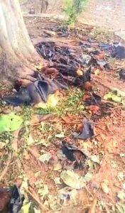 लू ने ली सैकड़ों चमगादड़ों की जान, पाली के नौकोनिया तालाब किनारे मचा हड़कंप, देखिये वीडियो 2 IMG 20260524 WA0021