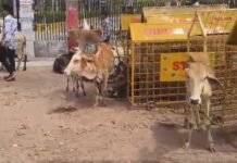 गौ सेवा धाम से जुड़े युवाओं का जोरदार प्रदर्शन,कलेक्ट्रेट परिसर को ही “गौ सेवा धाम” में किया तब्दील,करीब 20 गायों को कलेक्ट्रेट के मुख्य गेट पर बांधा, देखिये वीडियो