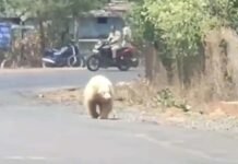 पेंड्रा में दिखा दुर्लभ सफ़ेद भालू : गांव की सड़कों पर ग्रामीणों को दौड़ाया, देखिए VIDEO…