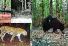 उदंती में बिखरा उल्लास : मादा भालू की शावकों संग मनमोहक मस्ती हुई कैमरे में कैद, वन्यजीव प्रेमी उत्साहित