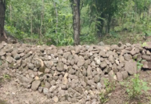 बस्तर में हरियाली का महाअभियान: सीड बॉल तकनीक से पहाड़ होंगे हरे, लाखों जल संरचनाओं से सहेजी जाएगी हर बूंद 4 जगदलपुर। छत्तीसगढ़ के बस्तर में मानसून से पहले जंगलों और जल संरक्षण को लेकर बड़े स्तर पर अभियान शुरू किया गया है। वन विभाग ‘वर्षा जल जहां गिरे, वहीं सहेजें’ मिशन के तहत पहाड़ी और पथरीले इलाकों में सीड बॉल तकनीक का उपयोग कर हरियाली बढ़ाने की तैयारी में जुटा है। साथ ही लाखों जल संरक्षण संरचनाएं बनाकर बारिश की हर बूंद को जमीन में सहेजने का लक्ष्य रखा गया है।