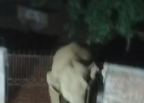 BREAKING NEWS : मैनपाट में हाथियों का आतंक, 4 घर तोड़े—फसलें बर्बाद, ग्रामीणों में दहशत