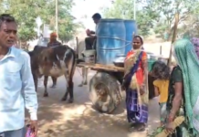 धमतरी में दोपहर के समय पशुओं से काम कराने पर प्रतिबंध