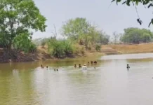 कुएं में गिरे तेंदुए के रेस्क्यू में भारी चूक : बाहर निकलते ही गांव की ओर भागा, बचने के लिए तालाब में कूदे दर्जनों ग्रामीण