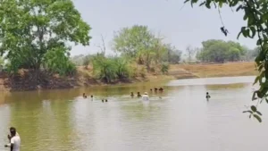 Villagers jumped into the pond to escape from the leopard 1778226932