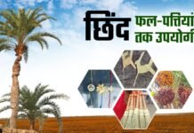 बस्तर की नई वैश्विक पहचान : जंगलों में फेंके जाने वाले छिंद के बीजों से तैयार हुई अनोखी हर्बल कॉफी