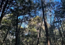 कोरबा जिले में जंगल अंतर्गत पेड़ से लटका मिला नर कंकाल, मार्च से लापता मानसिंह के रूप में की गयी पहचान,पुलिस जांच जारी