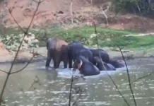 तालाब बना हाथियों का वॉटर पार्क : भीषण गर्मी से राहत के लिए पानी में उतरे हाथी, शावकों संग मस्ती का देखिए VIDEO