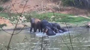 तालाब बना हाथियों का वॉटर पार्क : भीषण गर्मी से राहत के लिए पानी में उतरे हाथी, शावकों संग मस्ती का देखिए VIDEO 1 Elephants and calves having fun in the pond 1781590953
