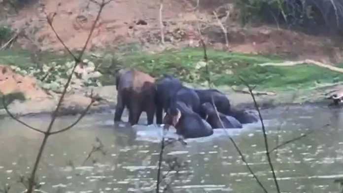 Elephants_and_calves_having_fun_in_the_pond_1781590953