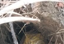 नक्सलियों का दफन बारूद मिलने का सिलसिला जारी* *गट्टाकाल के जंगल से IED बरामद, DRG-BSF का संयुक्त अभियान