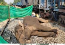 घायल हाथी की इलाज के दौरान हुई मौत, मालगाड़ी की टक्कर से हुआ था चोटिल
