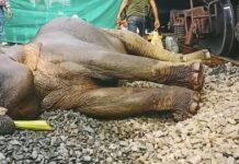 मालगाड़ी की चपेट में आई मादा हाथी, हालत गंभीर,घरघोड़ा के चारमार में हादसा, रेलवे ट्रैक किनारे चल रहा इलाज, देखिये वीडियो
